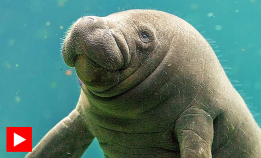 Like følsomme som en fingertupp