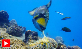 Avtrekkerfisken forsvarer revet