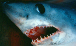 Håbrannen er en hvileløs jeger