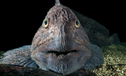 En litt skummel delikatesse