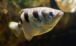 Skytterfisken spytter ned byttet