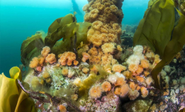 Havnaturen blomstrer når den får fred