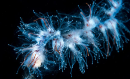 På jakt etter giftige maneter