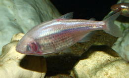 Blind fisk smaker med haken