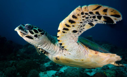 Legger eggene sine tidligere