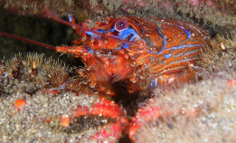 Bli kjent med krinakrabben