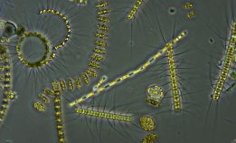 Blogg: Kystens solformørkelse