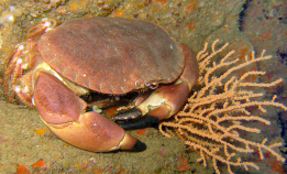 Lite kvikksølv i fisk og krabbe ved U-864