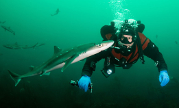 Halvparten av norske haier er utrydningstruet
