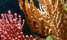 Bli med på Mareano-konferansen