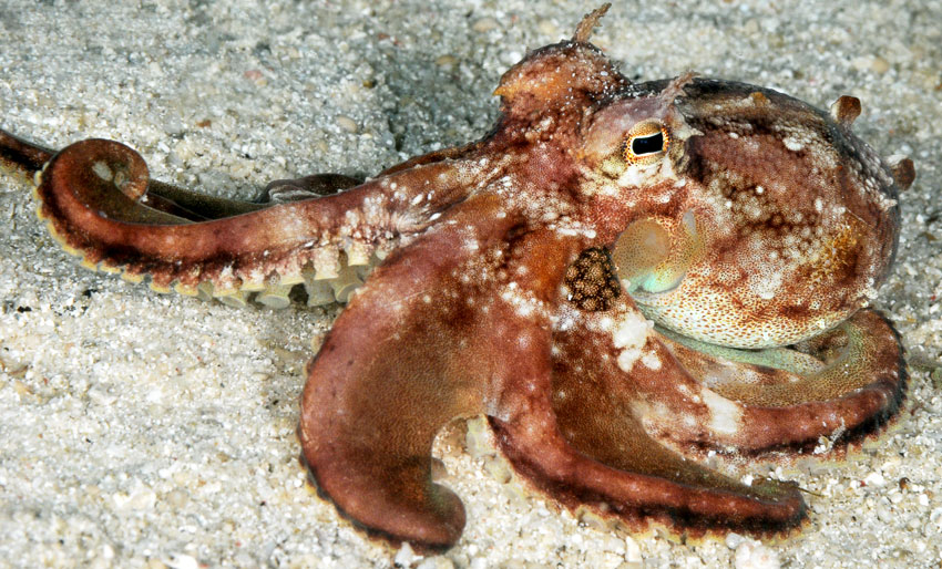 Vi feirer World Octopus Day