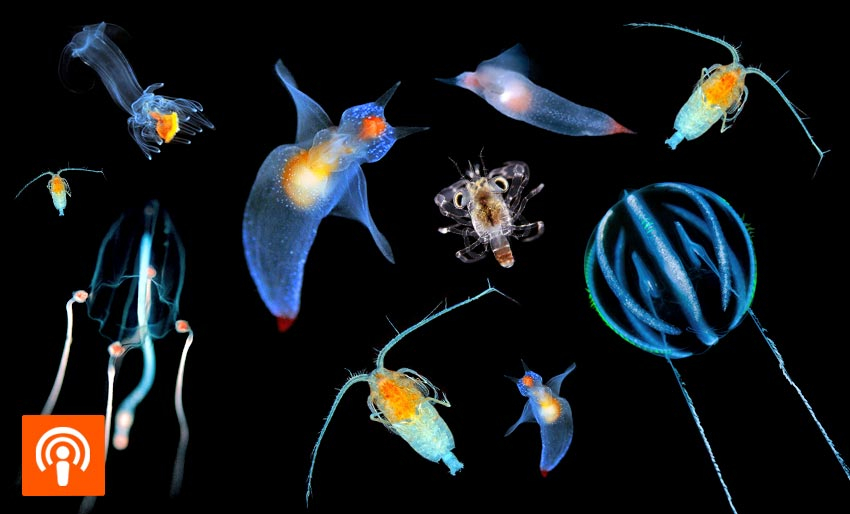 Den ville verden av plankton
