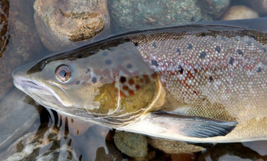 En av fire arter er utrydningstruet