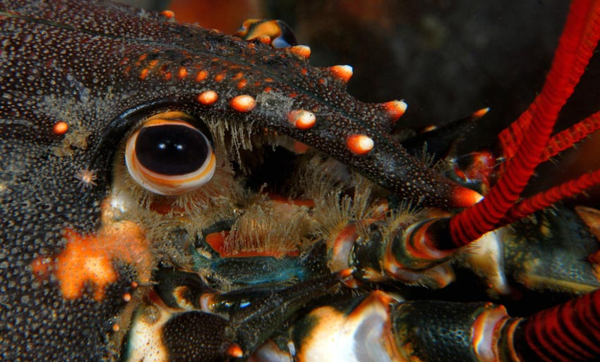 Kjøper du svart hummer?