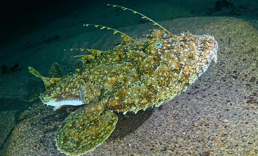 Herlig video fra Stavneset