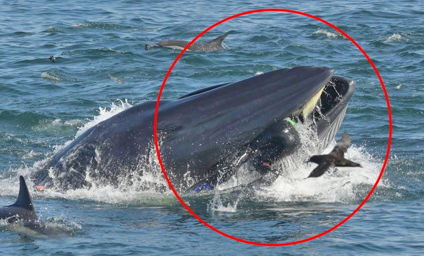 Ja, du kan bli slukt av hval!