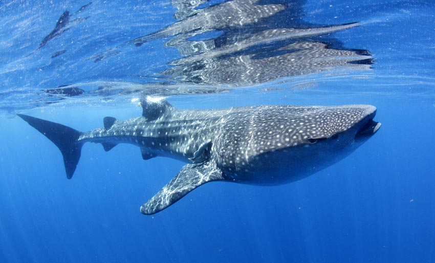 Galapagos: Hvalhaiens rike