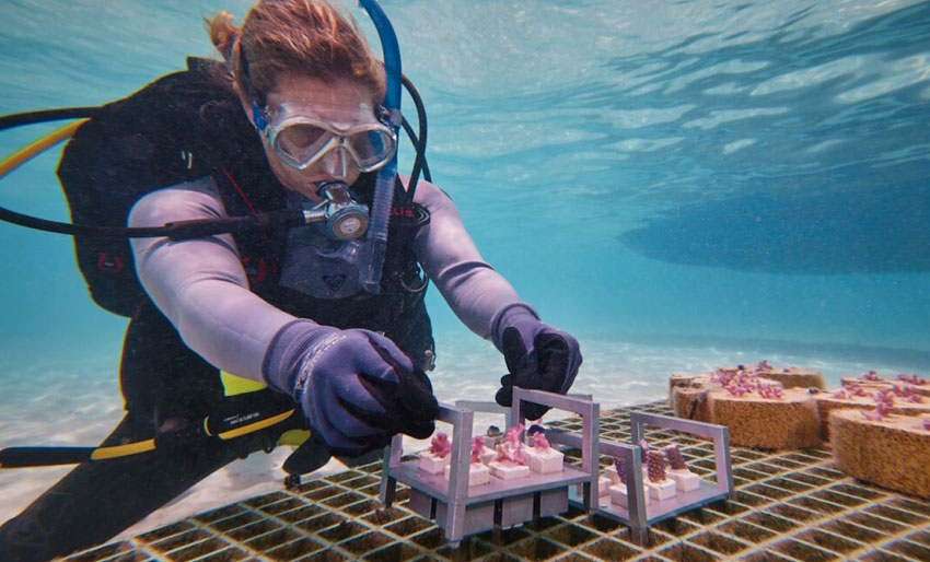 Kan roboter hjelpe korallene?