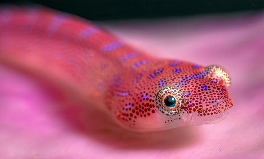 Think Pink Photo Competition