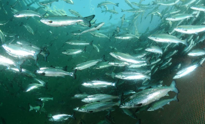 Bæsj forteller om fiskehelse