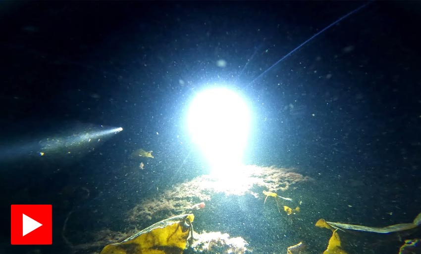 Bli med på nattdykk i Bjørnafjorden