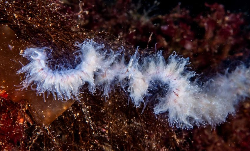Ønsker seg video av perlesnormanet