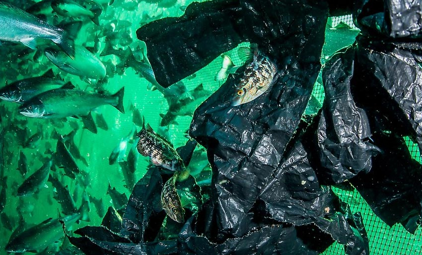 Pussefisk er upålitelig arbeidskraft