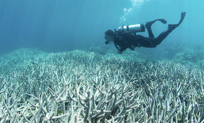 Korallbleking – kan det stoppes?