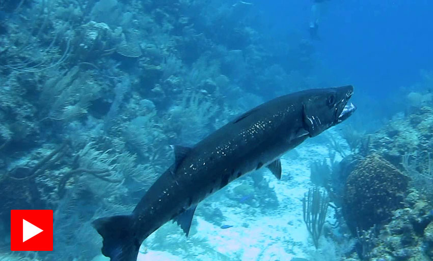Barracuda spiser dragefisk