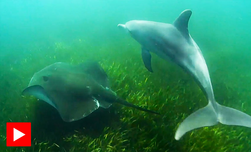 Delfiner utnytter pilskater for å jakte