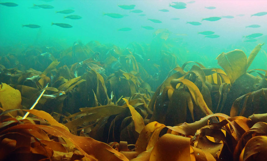 Overvåker alger i Finnmark