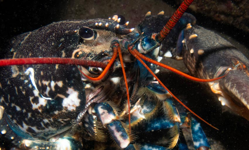 Vi har mye å lære av hummeren