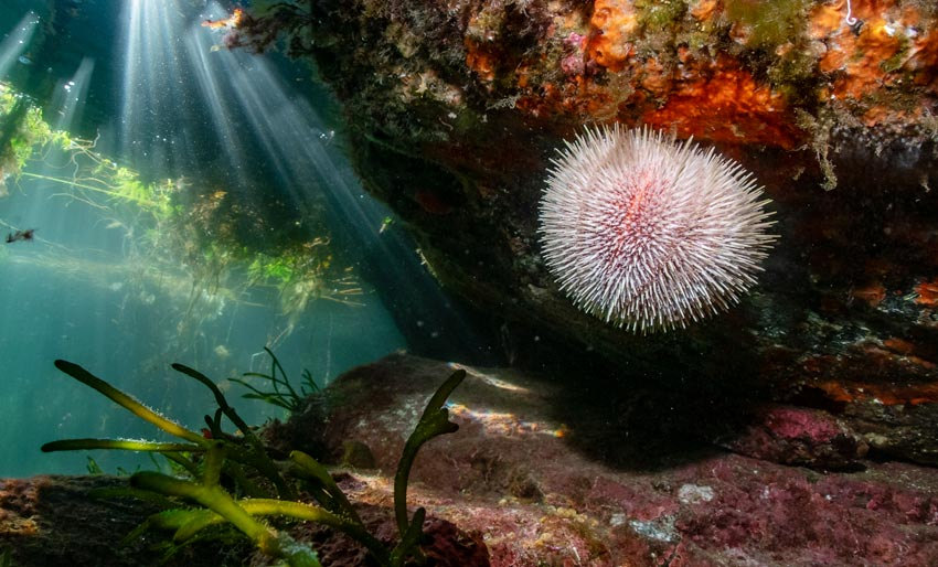 Webinar om NM i UV-foto