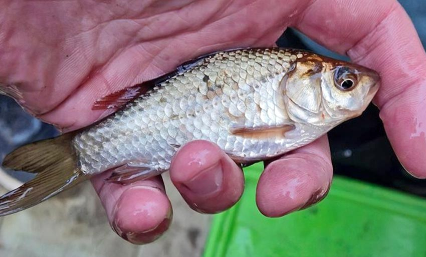 Fjerner gullfisk i svensk natur
