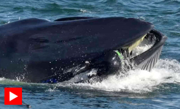 Slukt av hval – ble spyttet ut igjen