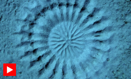Hvem lager dette mønsteret i sanden?