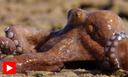 Denne blekkspruten jakter på land