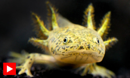 Salamanderen som ikke blir voksen