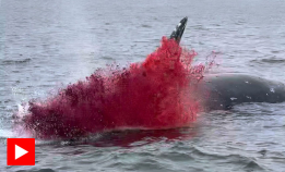 Se nå: Plutselig sprekker hvalen