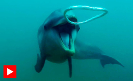 Delfiner reagerer på merkelige bobler