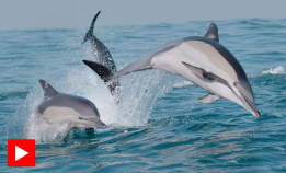 Slik jakter delfiner på sardiner