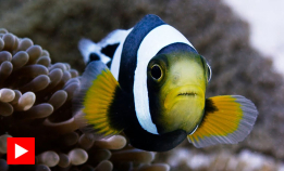 Utrolig samarbeid mellom klovnefisk