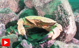 Marint mangfold i Kjøkkelvik