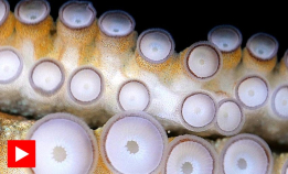 Blekkspruten kan smake med armene