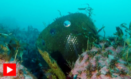 En lite dykket minesveiper