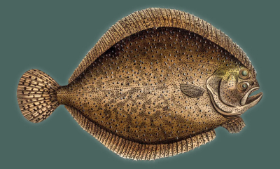 Flatfisk sett med gamle øyne