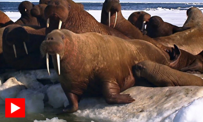 Hvalrossungen lærer å svømme