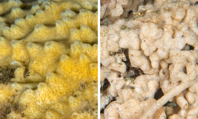 Forskjellen på havnespy og svamp