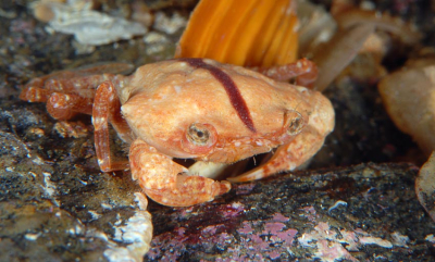 Disse krabbene finnes i Norge