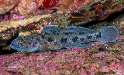 En rødflekket innvandrer